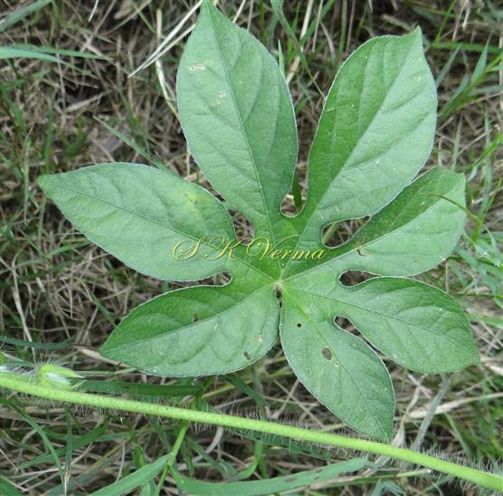  Stem and Leaf (Adaxial view)